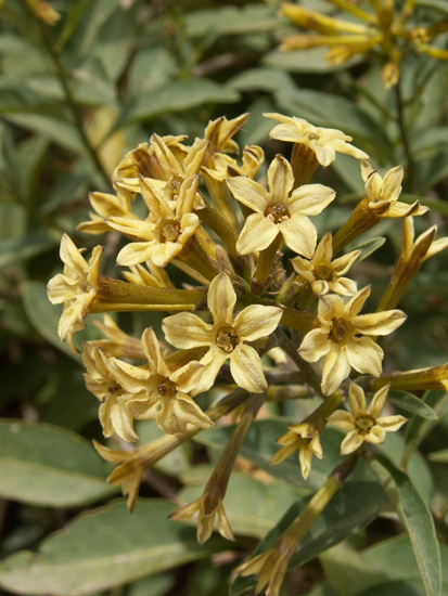 Cestrum parqui / Cestro